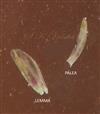  Lemma and Palea